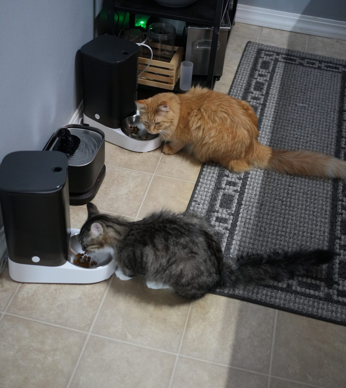 Herbie the orange longhair eating from one Petkit Solo while Leo the grey tabby eats from a second Solo a few feet away