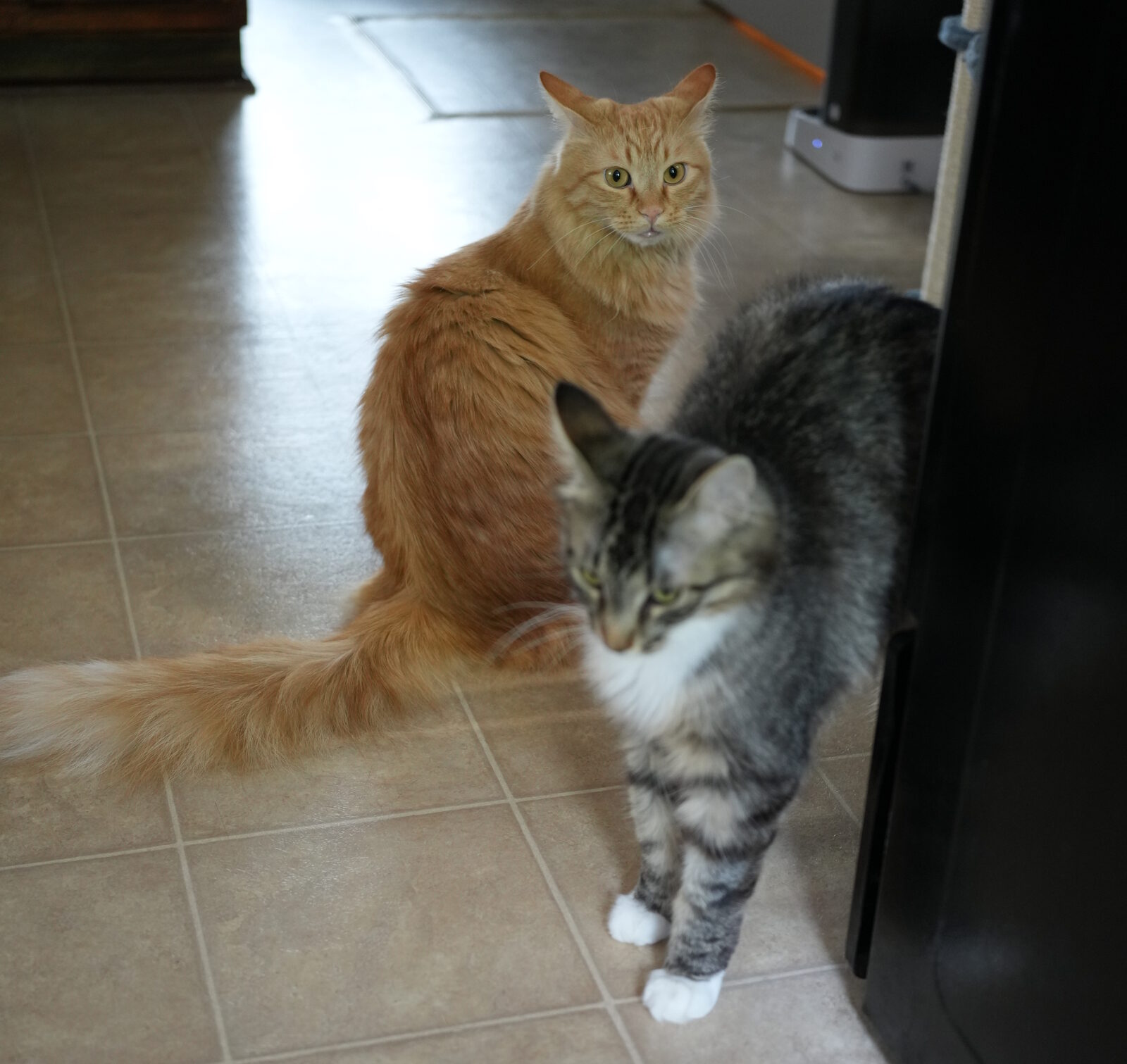 Herbie the orange longhair sitting tall while Leo the grey tabby with white socks pads past him