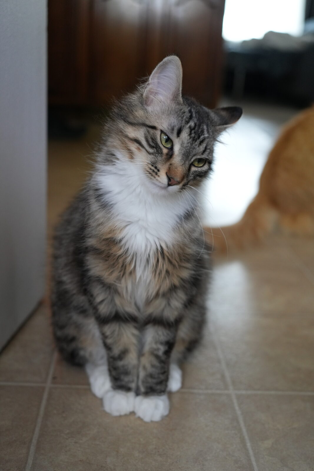 Leo, a grey tabby with a white chest and white socks, sitting on a tile floor in front of a wooden cabinet