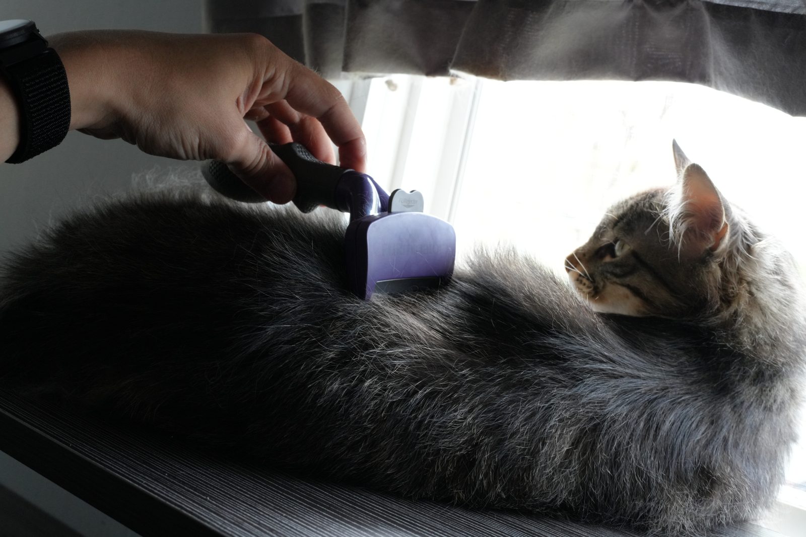 Leo, a grey tabby with a white chest, lying on a window perch while a hand draws a purple FURminator deshedding tool through his coat
