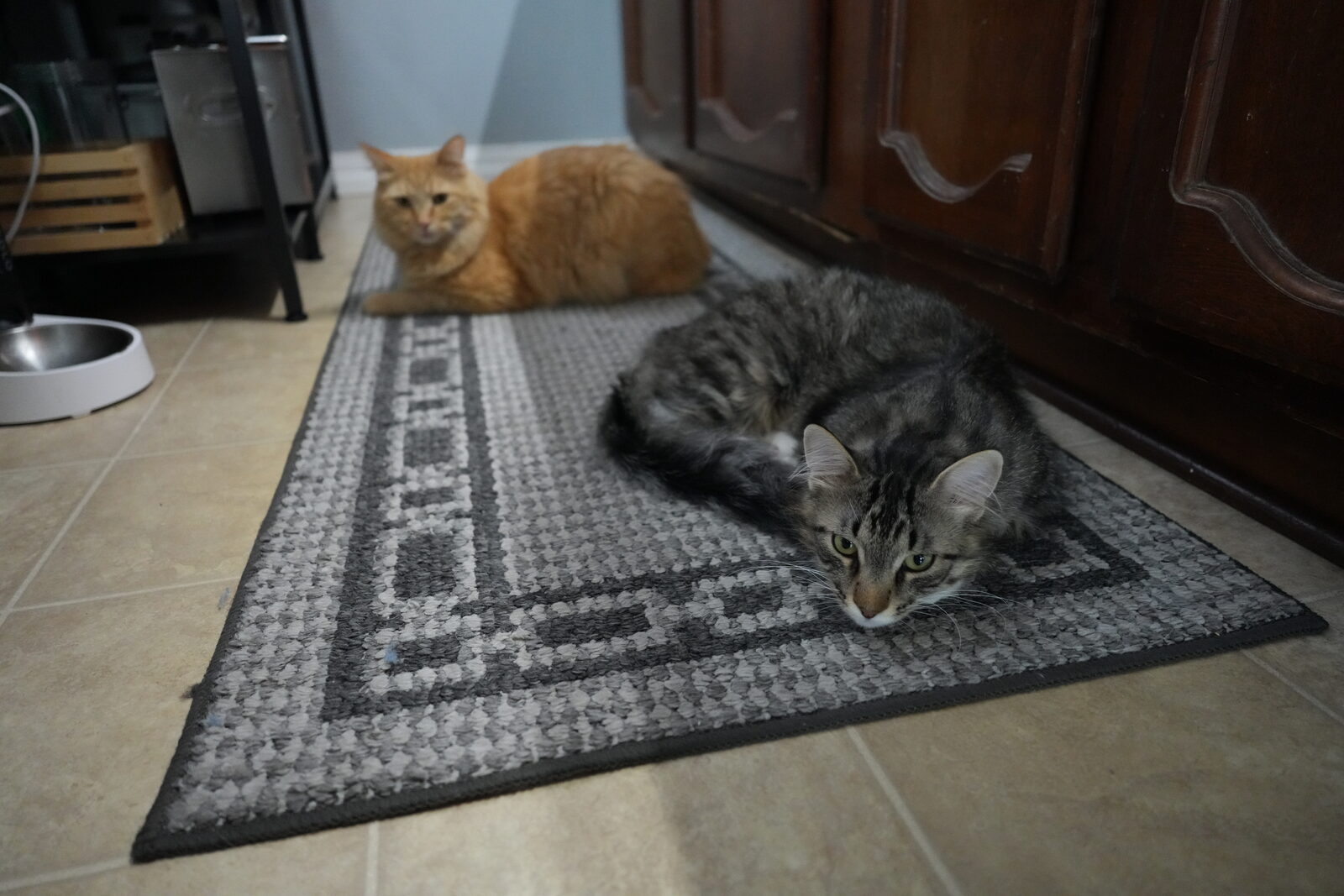 Leo, a grey tabby with a white chest, and Herbie, an orange longhair, sprawled near a kitchen mat