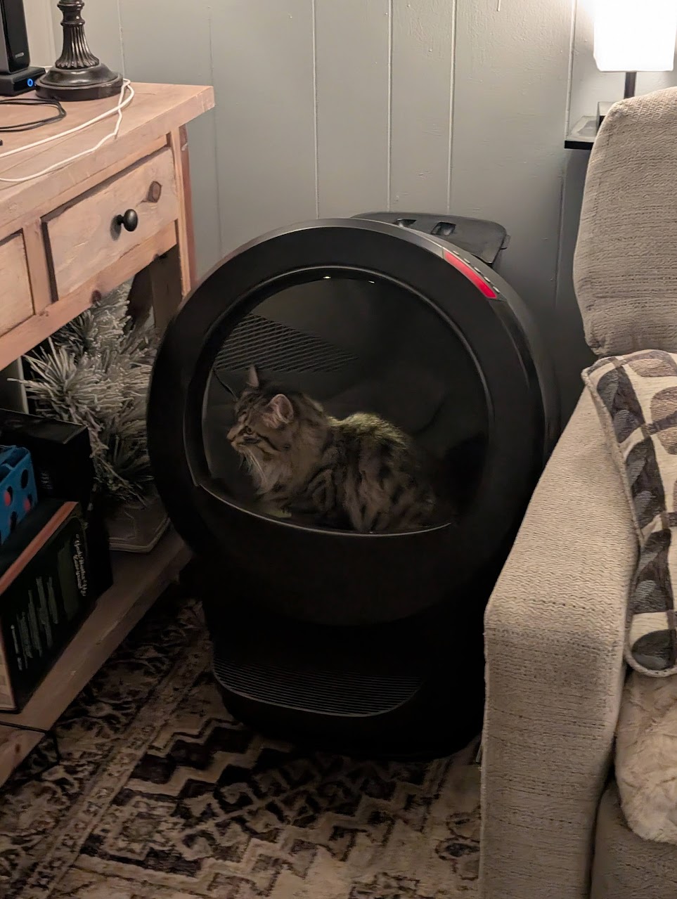 Leo, a grey tabby with a white chest, stepping into the Litter Robot 4 within 5 minutes of being inside a house for the first time