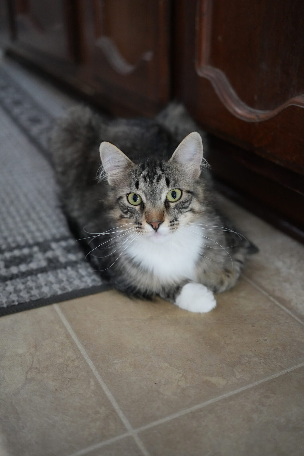 Leo, a black-and-white tuxedo cat, sitting upright in a formal portrait pose