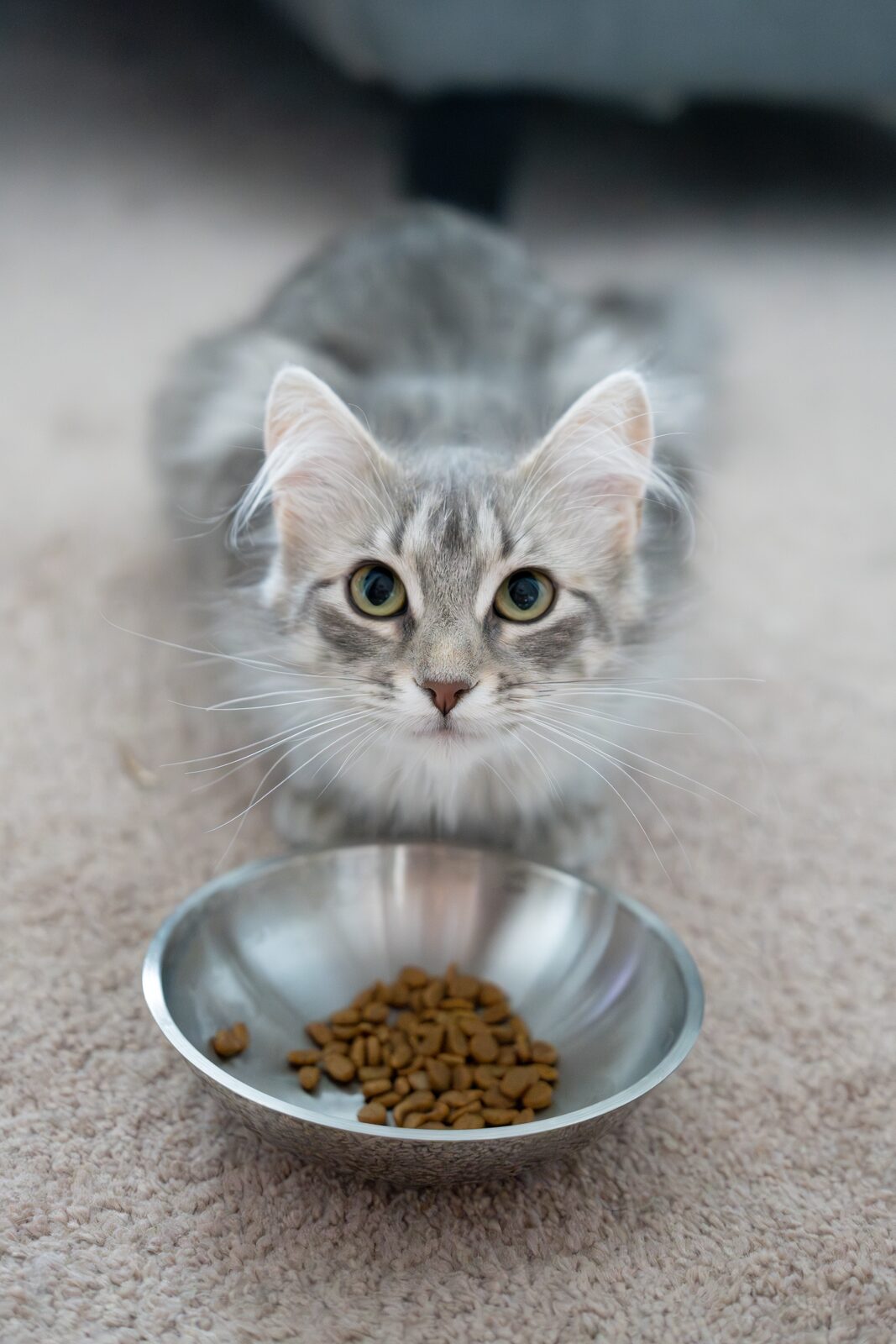 Luna, a silver longhair, eating from her removable Petkit bowl placed on the floor in front of her
