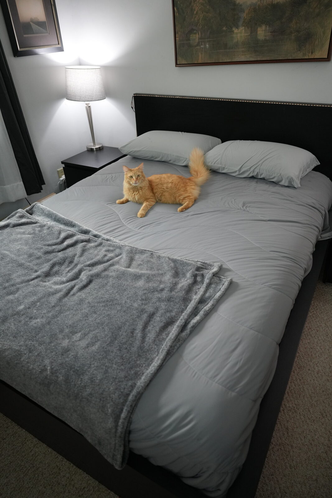 Herbie, an orange longhair, lounging on smooth grey REST cooling bedding