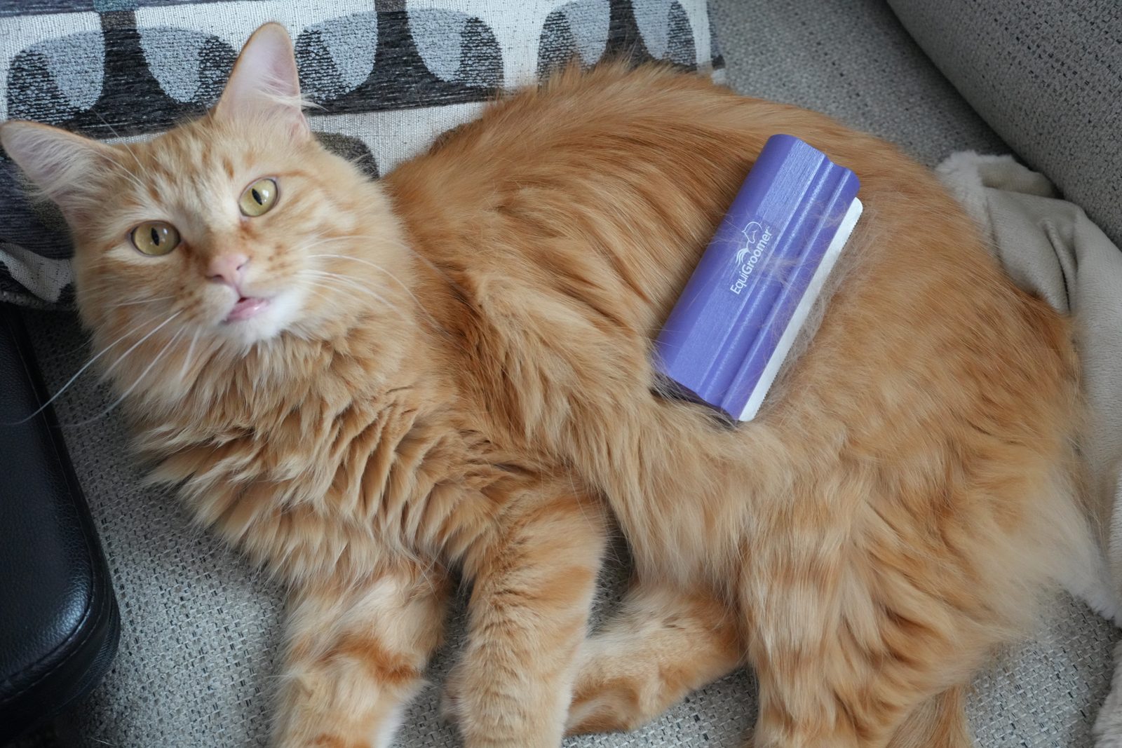 Herbie, an orange longhair, lying on a couch with the purple-handled EquiGroomer 5-inch deshedding tool resting across his back