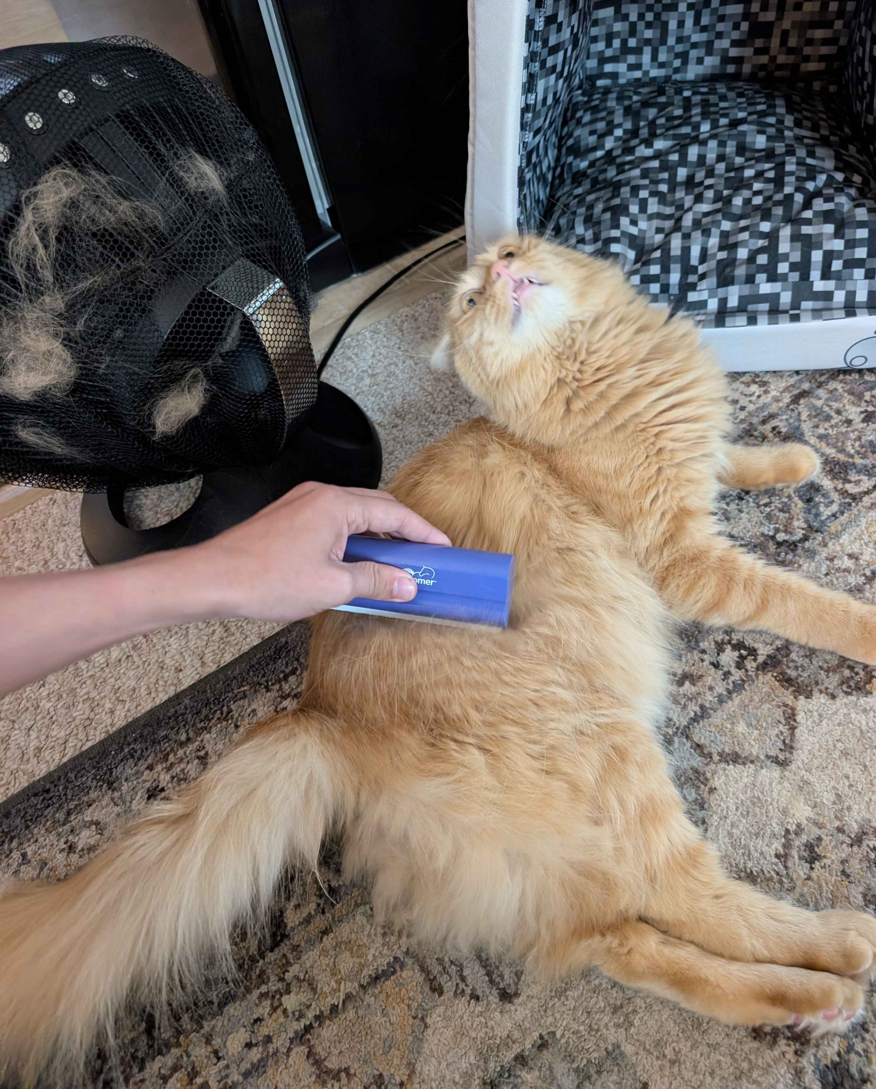 Herbie the orange longhair being brushed with an EquiGroomer while a fan with a FurStopper catches the loose fur in the background