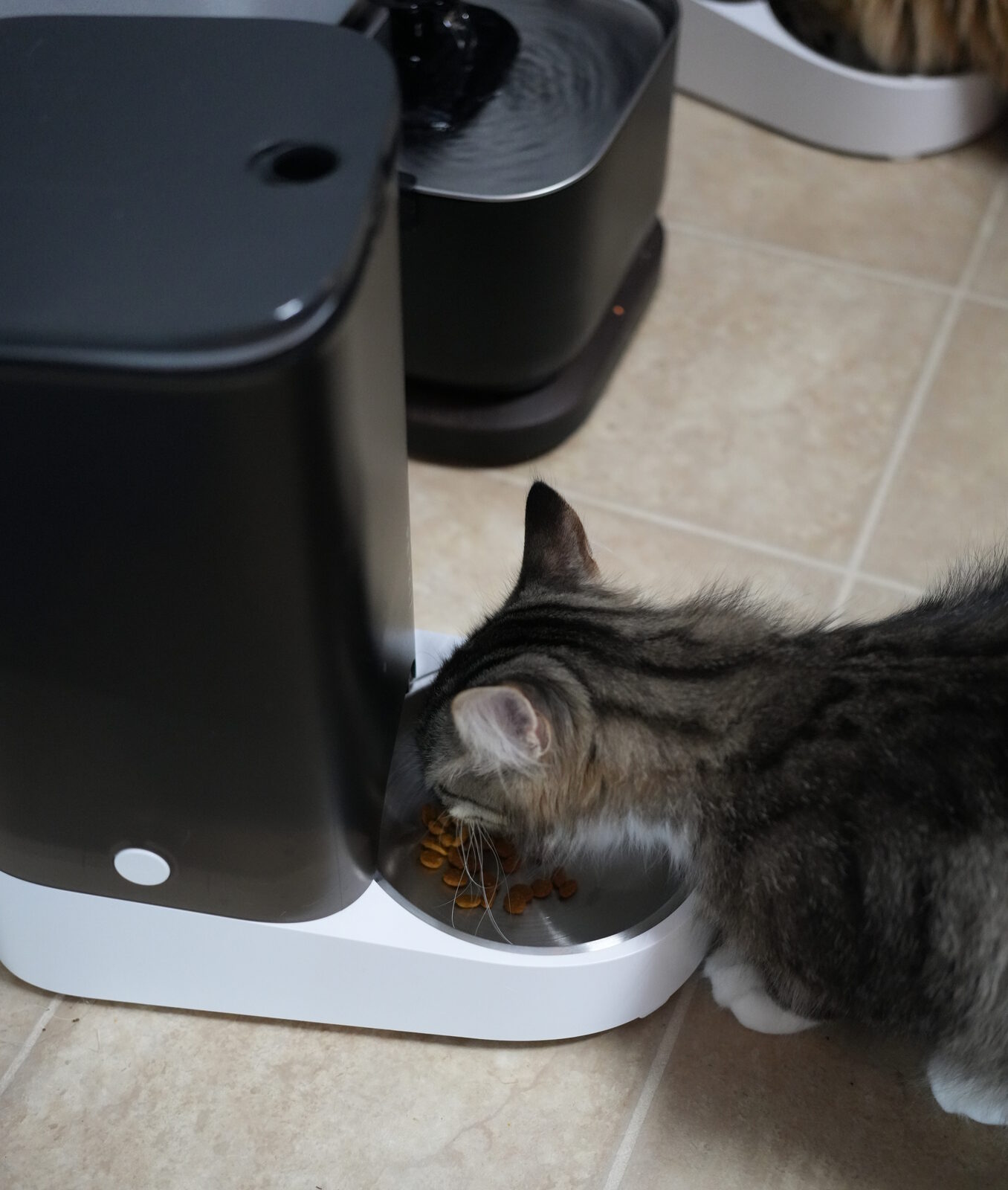 Leo the grey tabby eating from a Petkit FreshElement Solo, automatic feeder beside the water fountain
